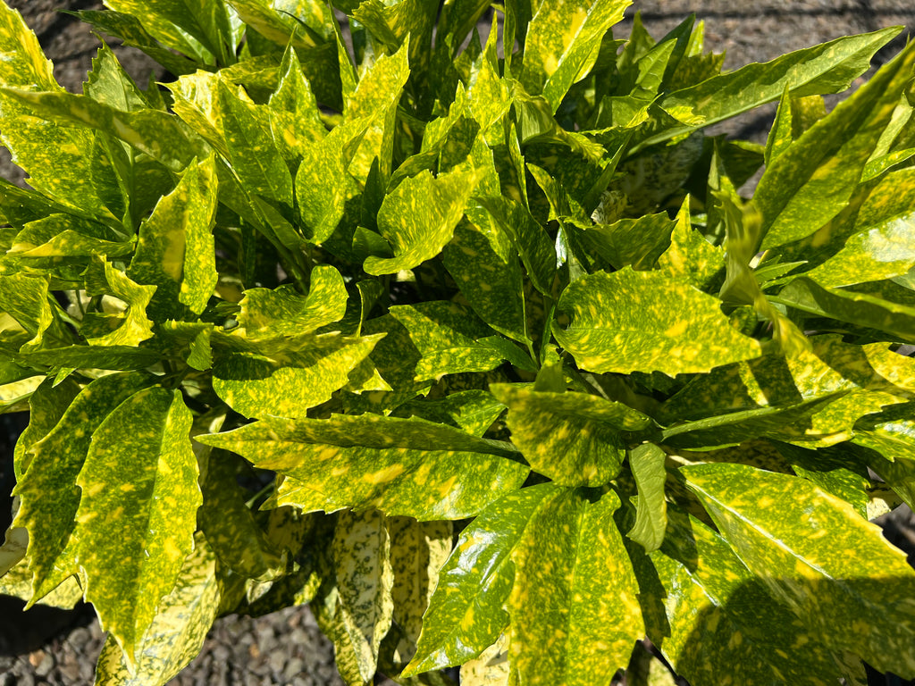 Aucuba jap. 'Gold King'