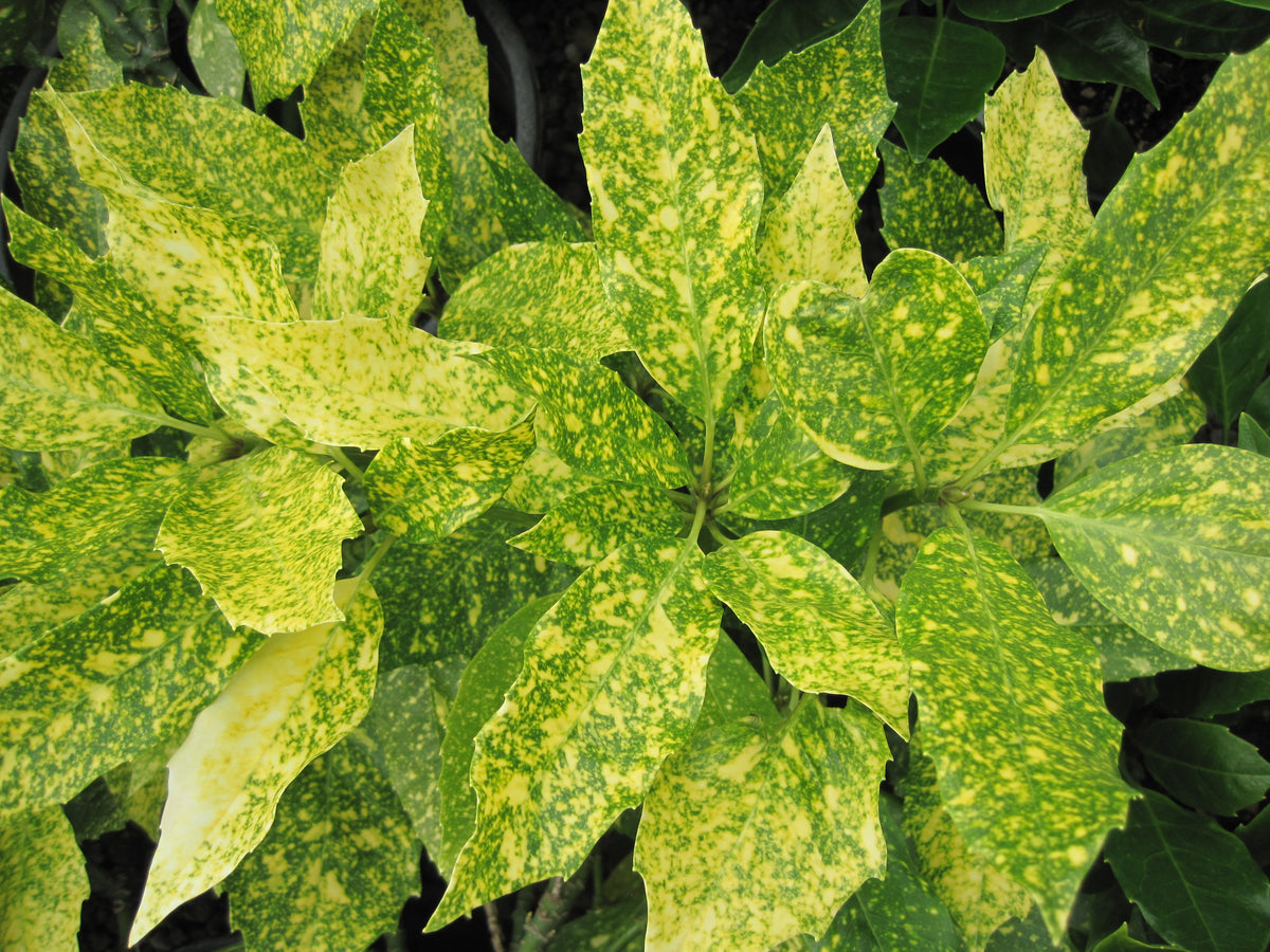 Aucuba jap. 'Variegata'