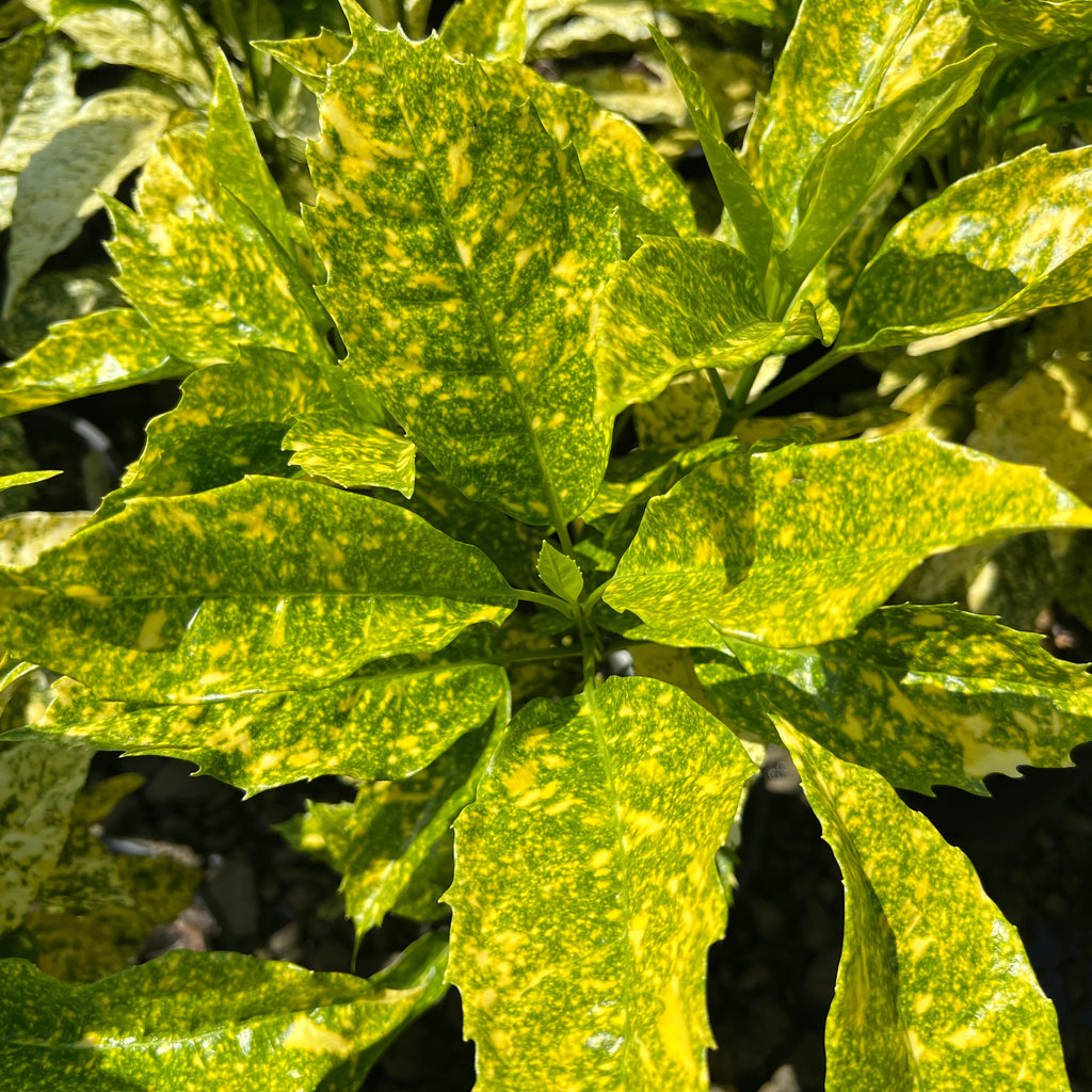 Aucuba jap. 'Crotonifolia'