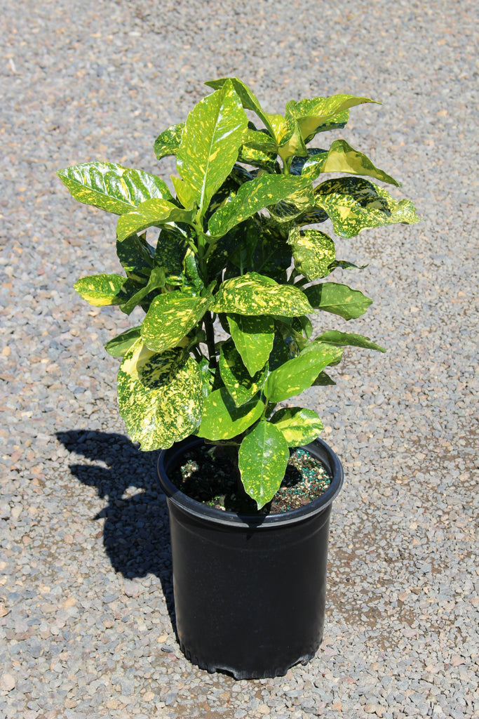 Aucuba jap. 'Crotonifolia'