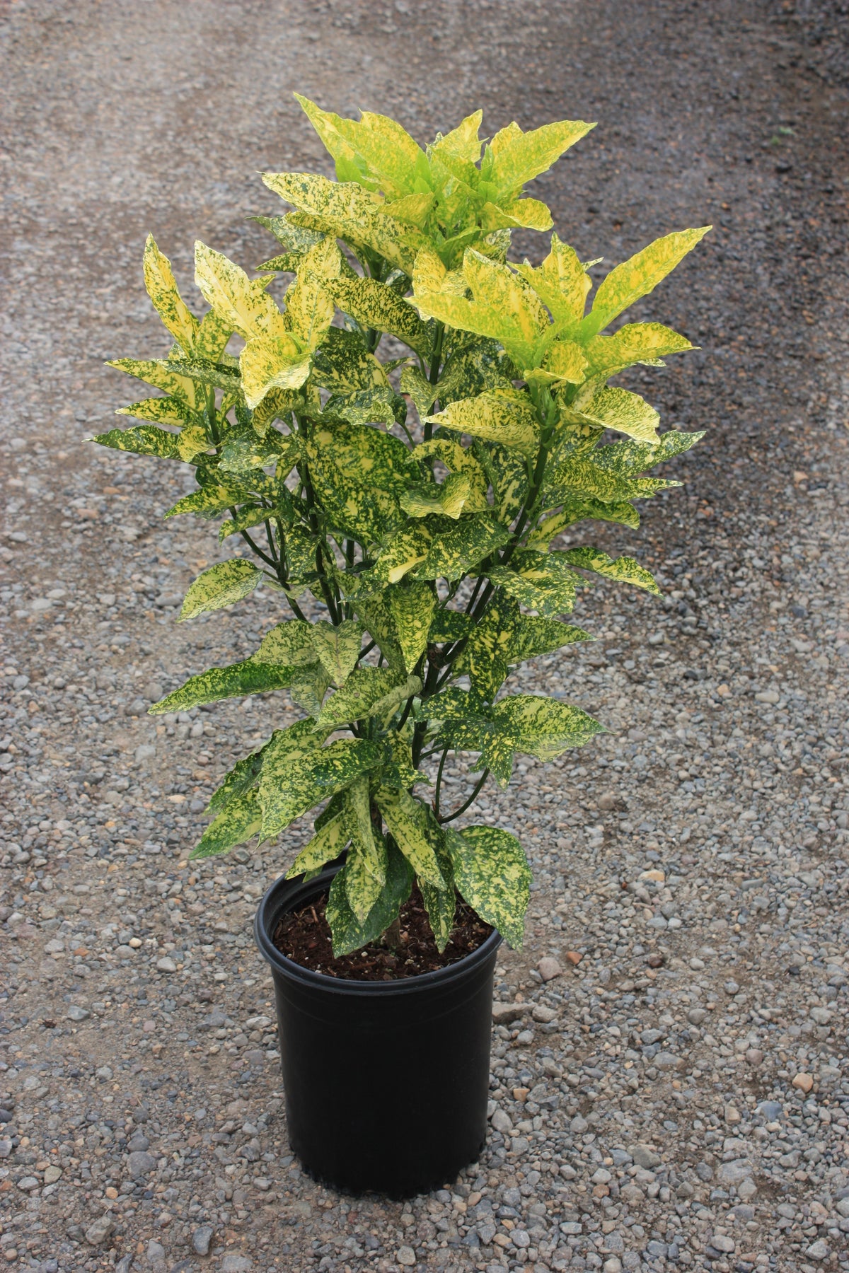 Aucuba jap. 'Gold King'