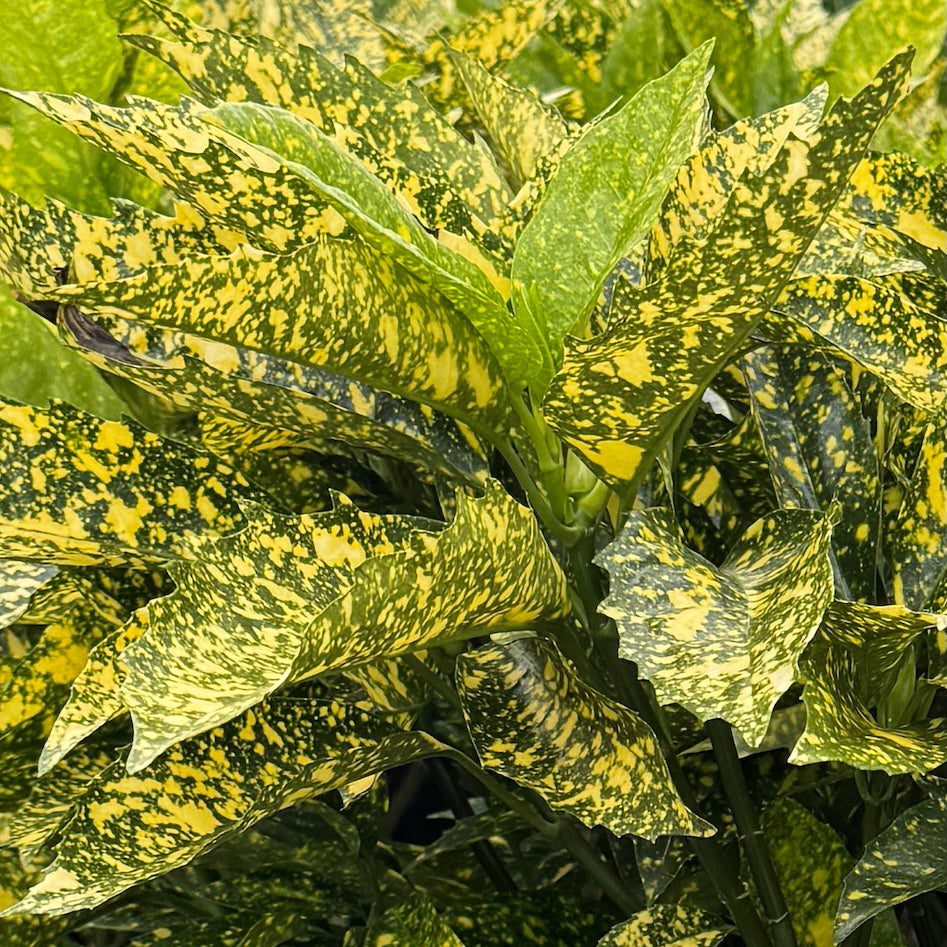 Aucuba jap. 'Gold King'
