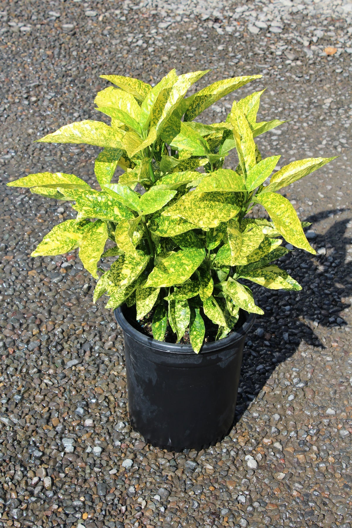 Aucuba jap. 'Gold King'
