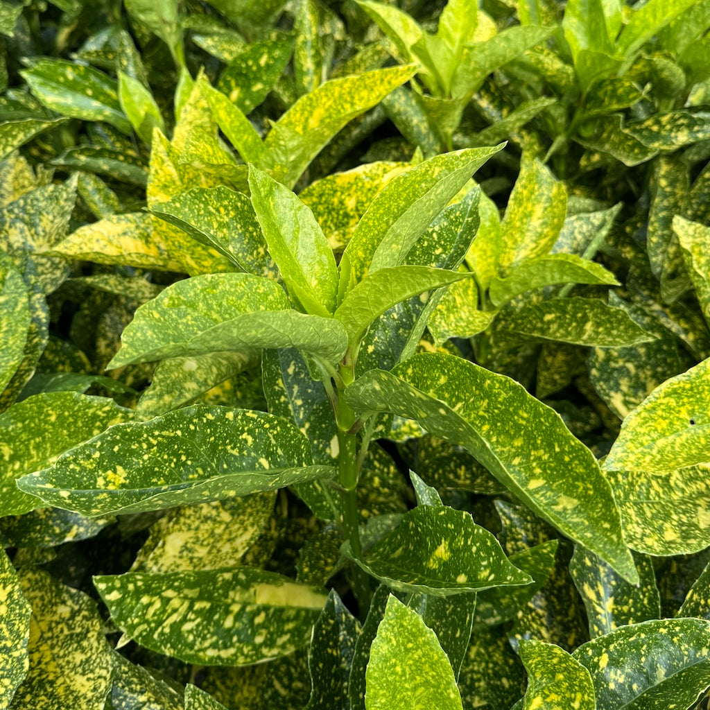 Aucuba jap. 'Mr. Goldstrike'