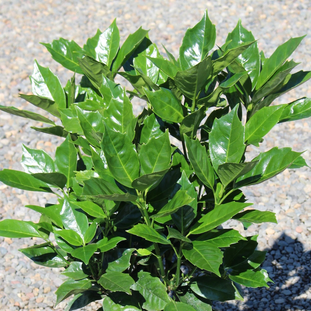 Aucuba jap. 'Rozannie'