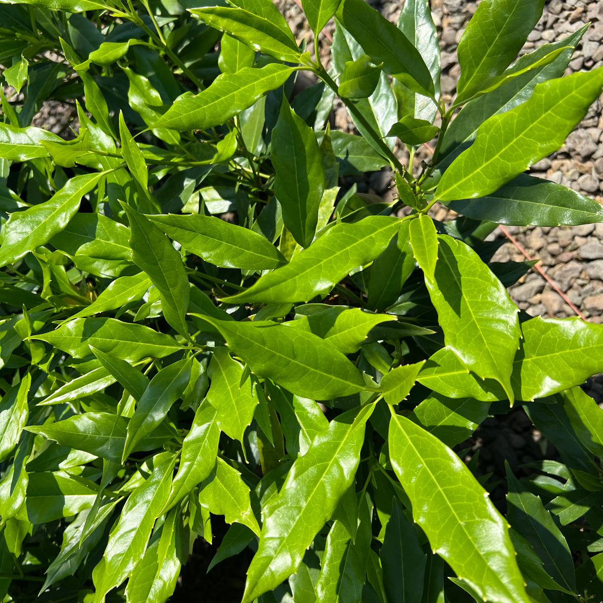 Aucuba jap. 'Serratifolia'