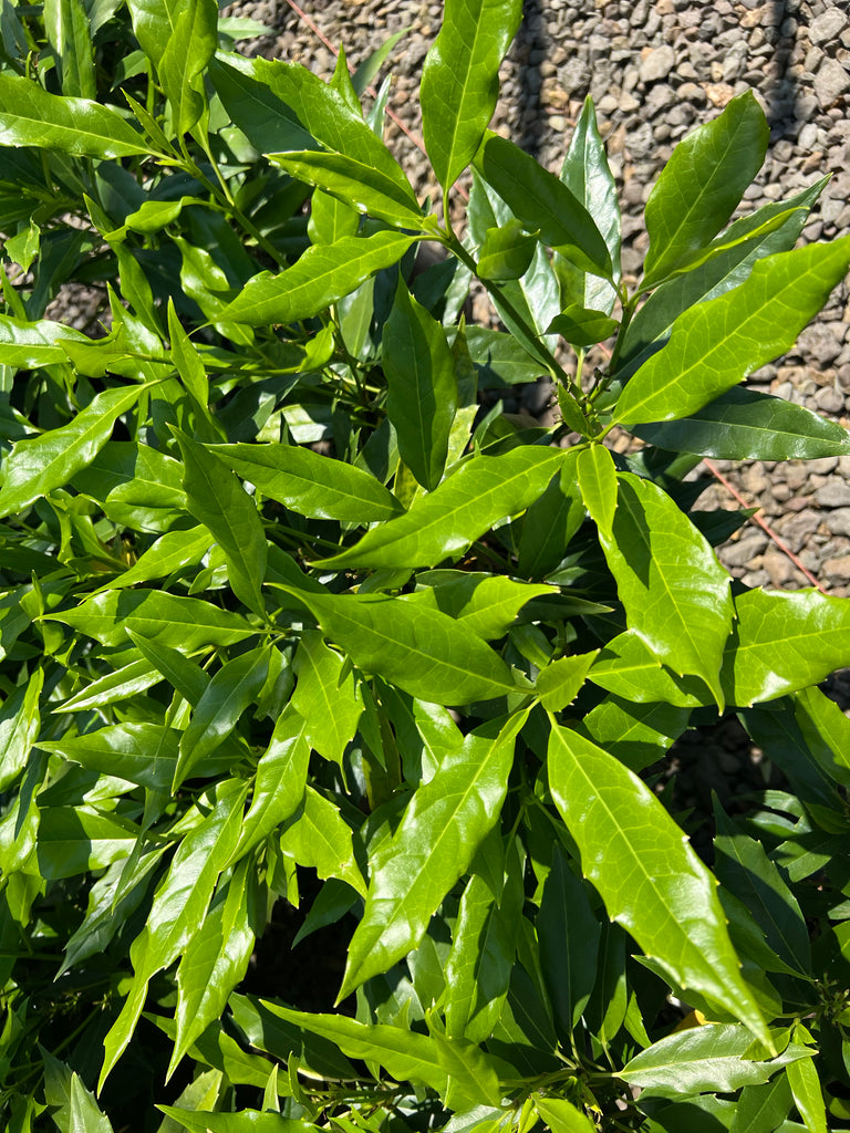 Aucuba jap. 'Serratifolia'