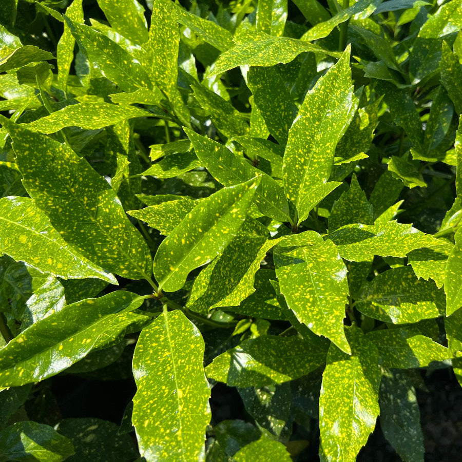 Aucuba jap. 'Variegata'