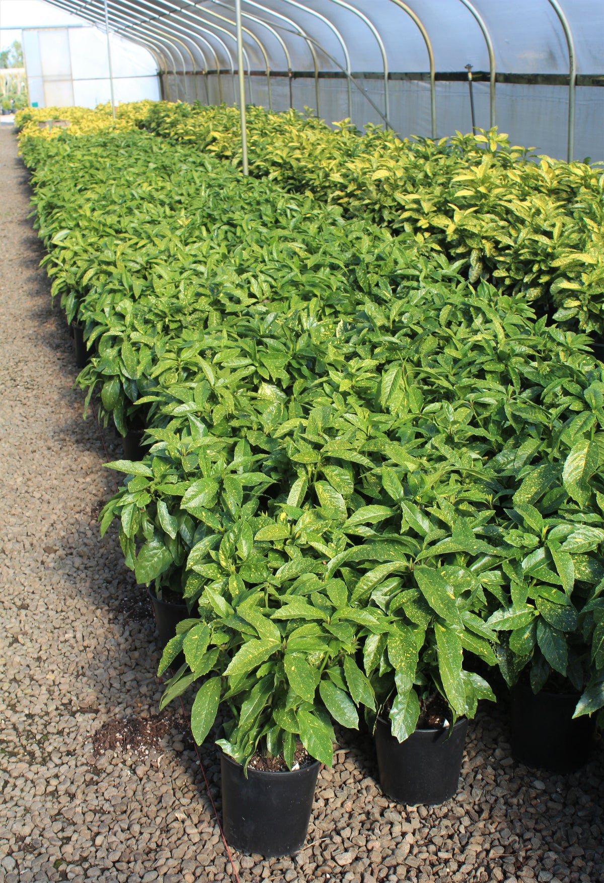 Aucuba jap. 'Variegata'