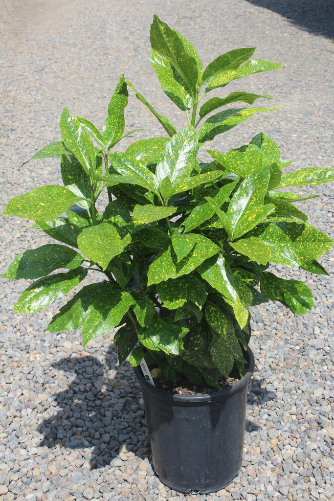 Aucuba jap. 'Variegata'