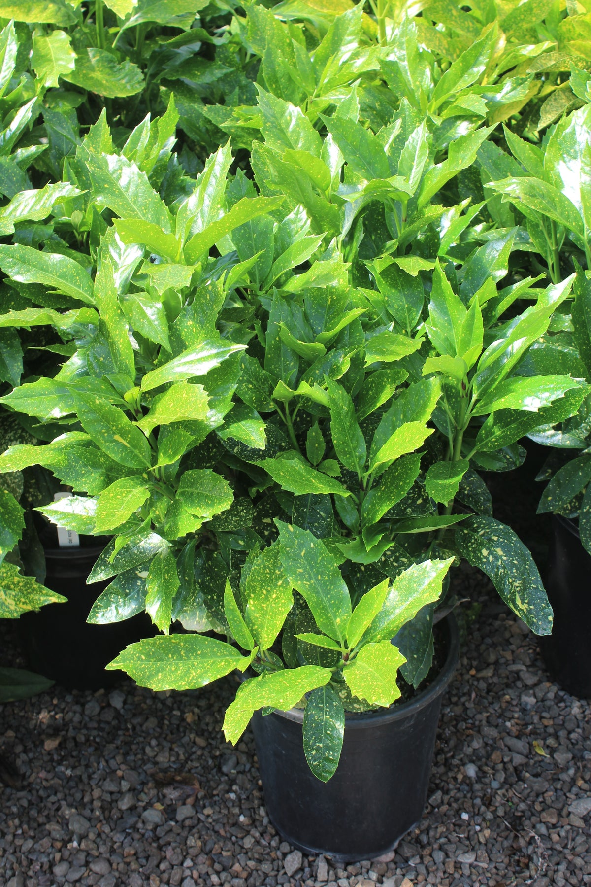 Aucuba jap. 'Variegata'