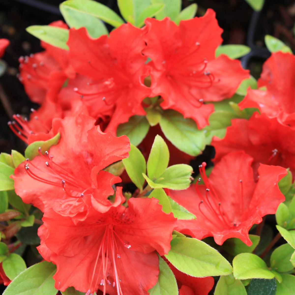 Azalea 'Girard's Hot Shot' (orange)