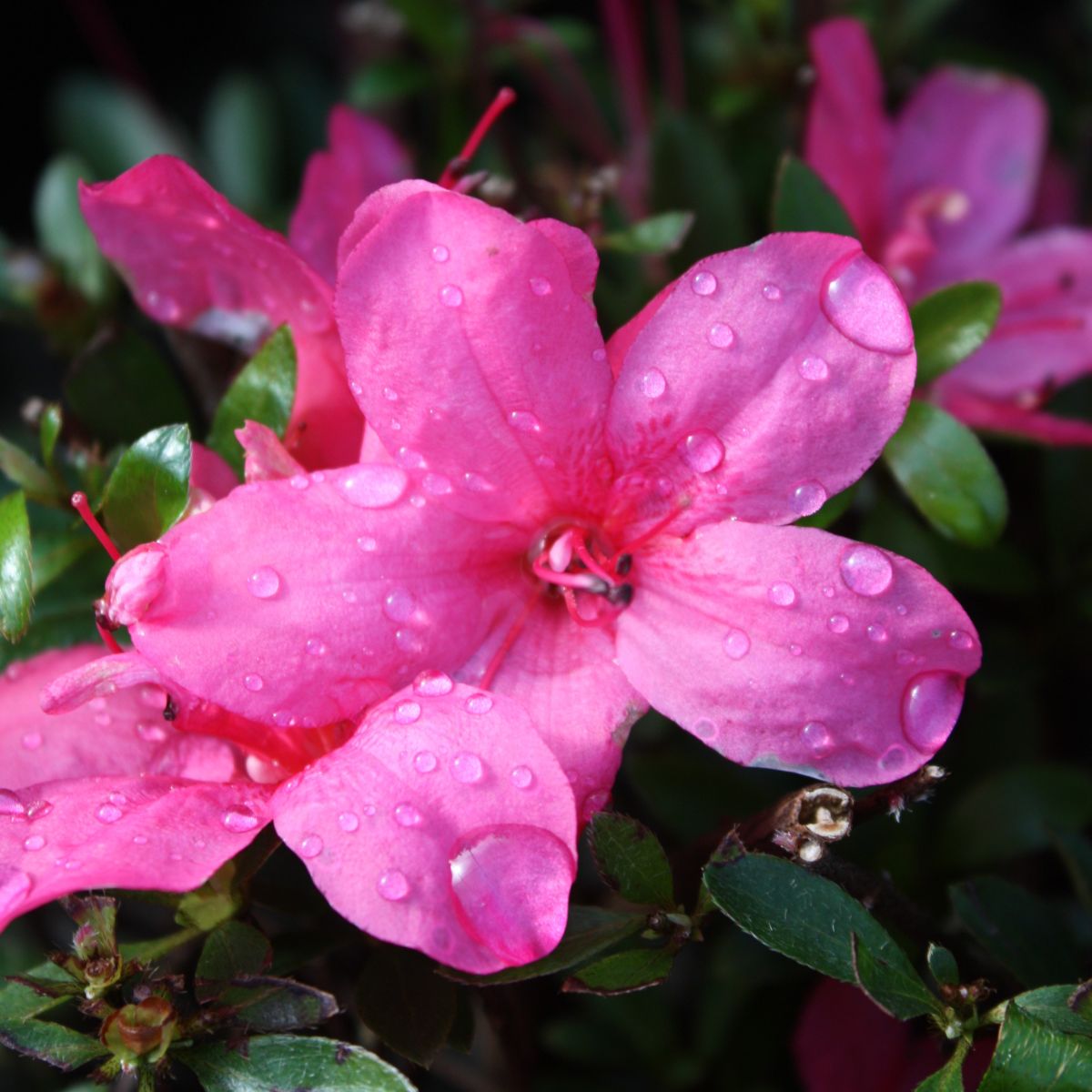 Azalea 'Macrantha Pink' (pink)