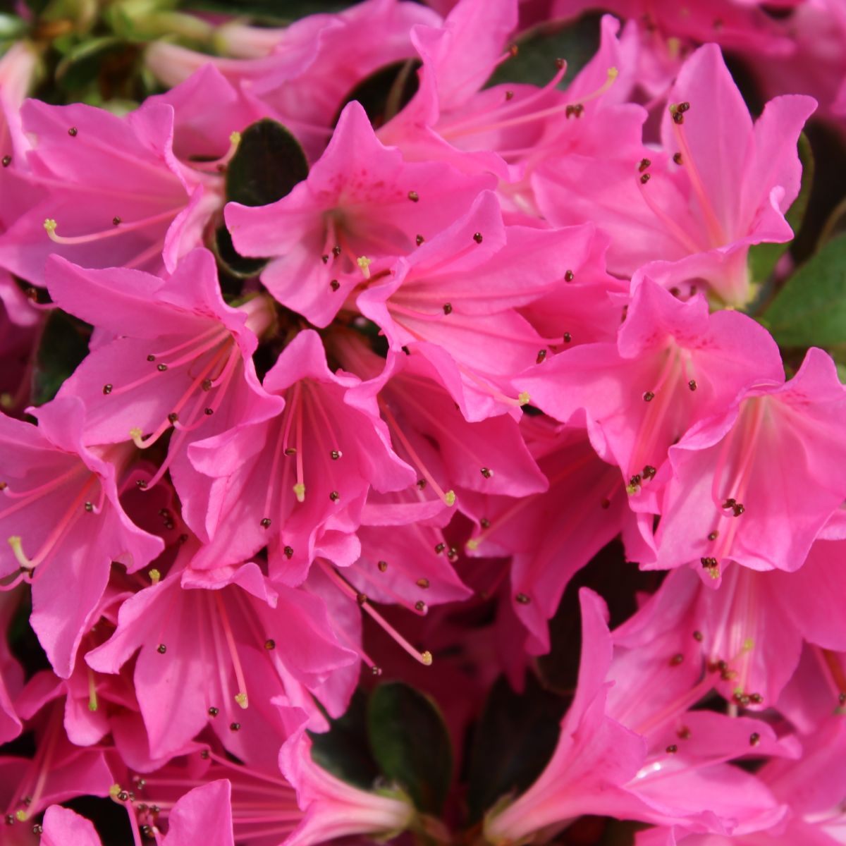 Azalea 'Coral Bells' (pink)