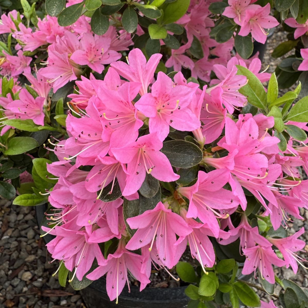 Azalea 'Coral Bells' (pink)