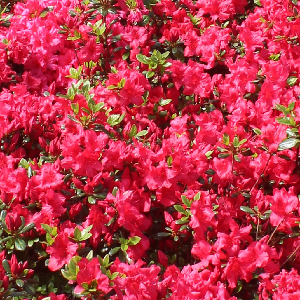 Azalea 'Girard's Crimson' (red)