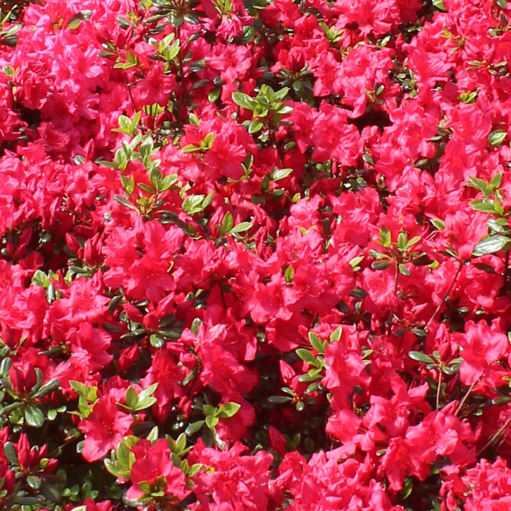 Azalea 'Girard's Crimson' (red)