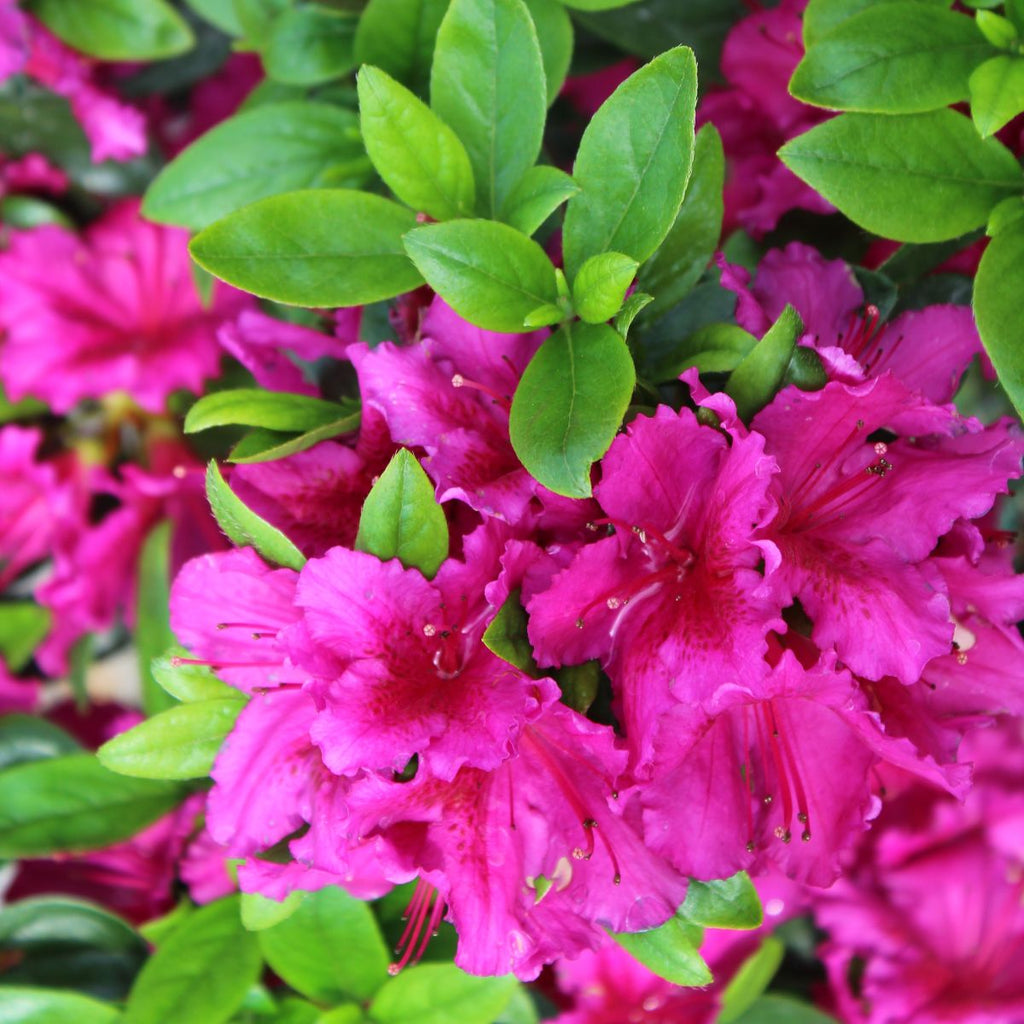 Azalea 'Girard's Fuchsia' (purple)
