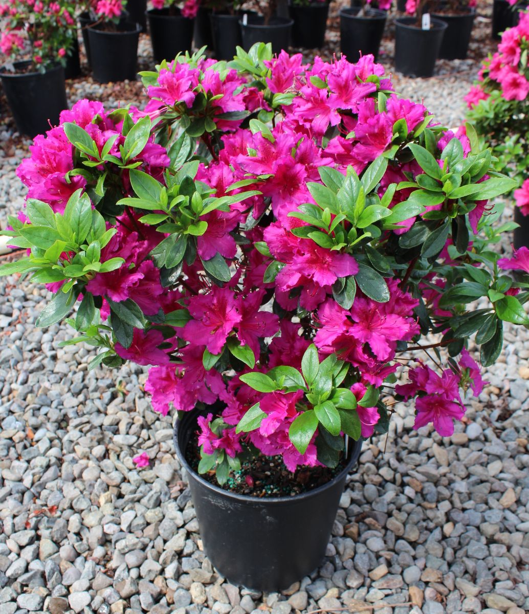 Azalea 'Girard's Fuchsia' (purple)