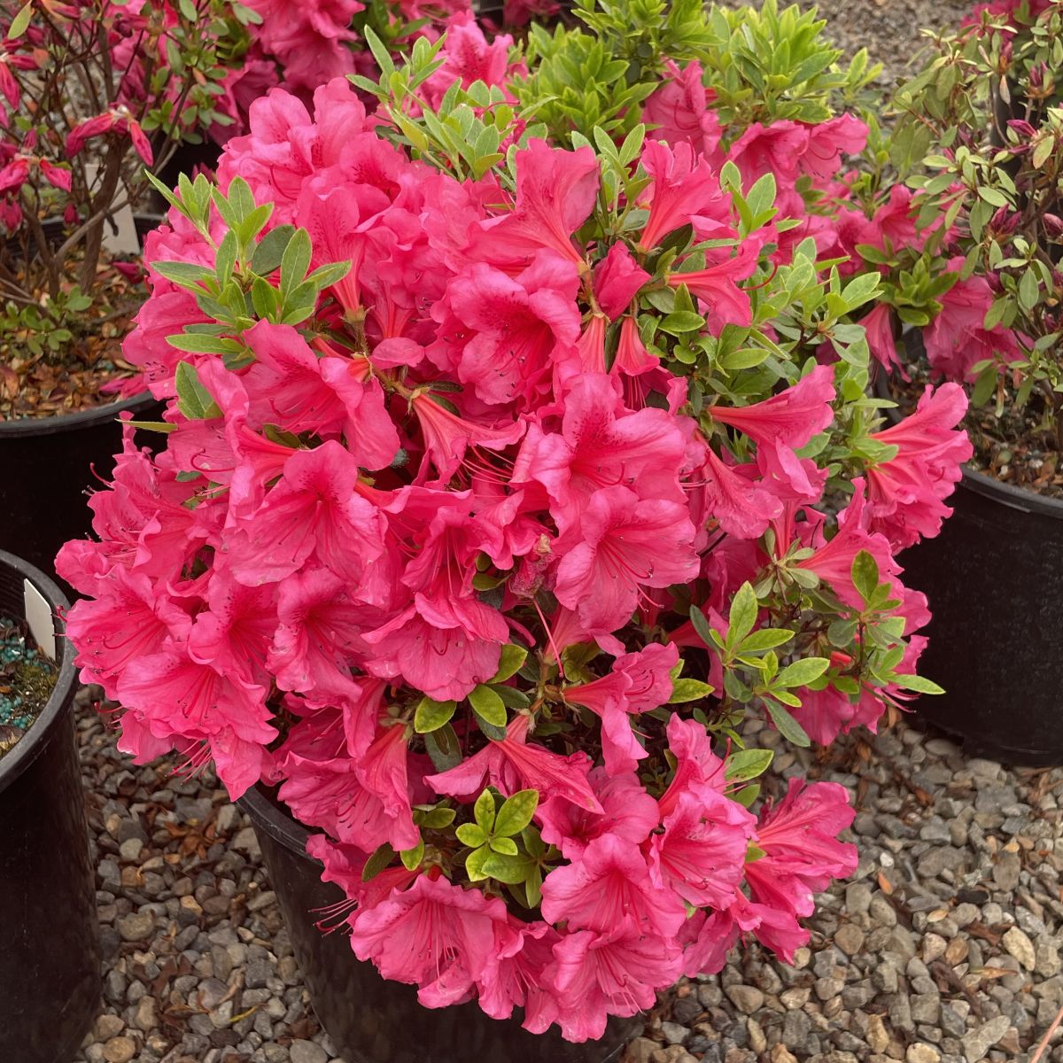 Azalea 'Girard's Pink' (pink)