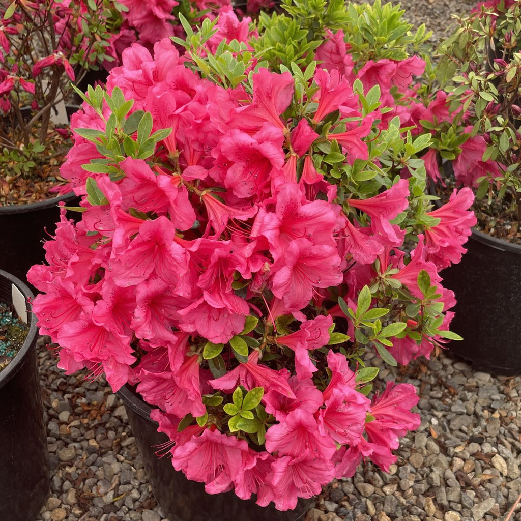 Azalea 'Girard's Pink' (pink)