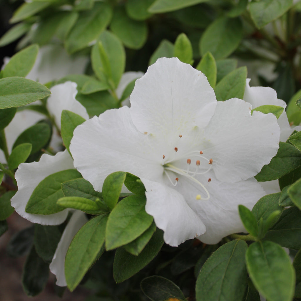 Azalea 'Girard's Pleasant White' (white)