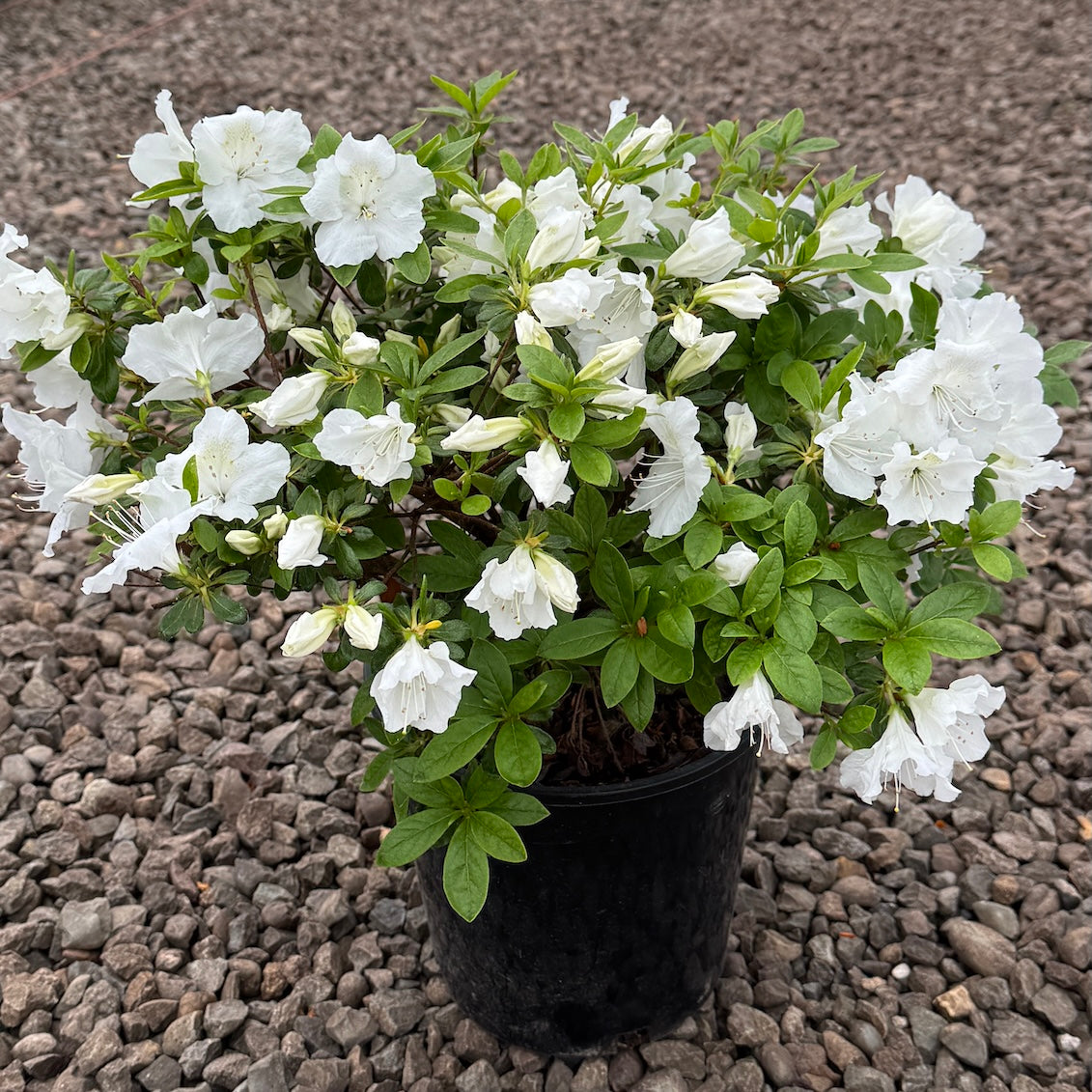 Azalea 'Girard's Pleasant White' (white)