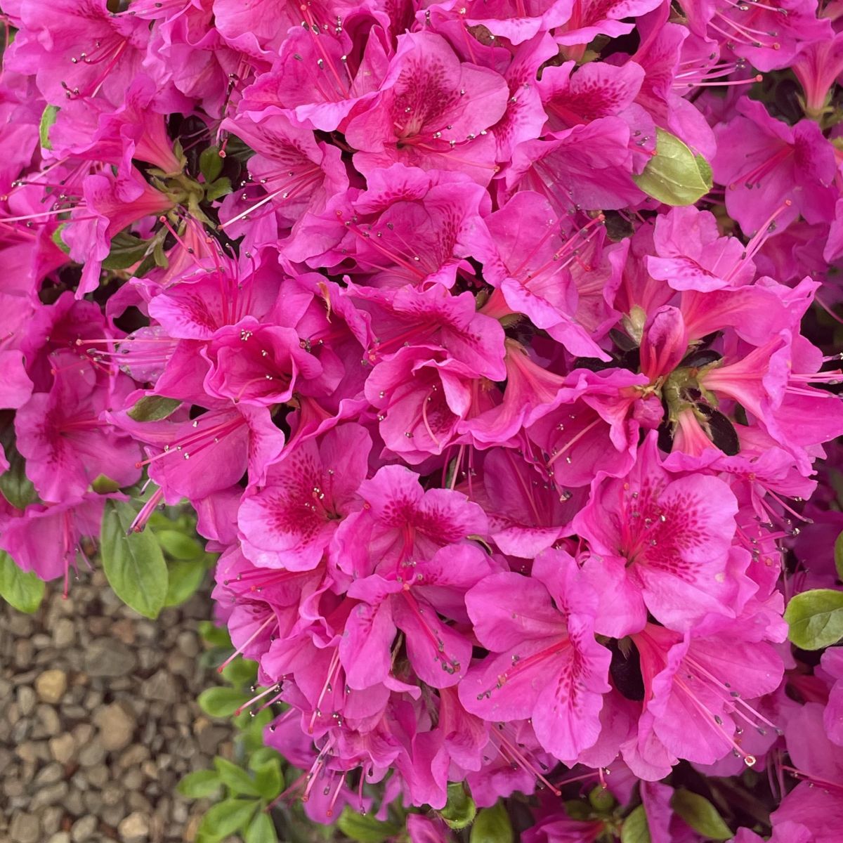 Azalea 'Girard's Purple' (purple)
