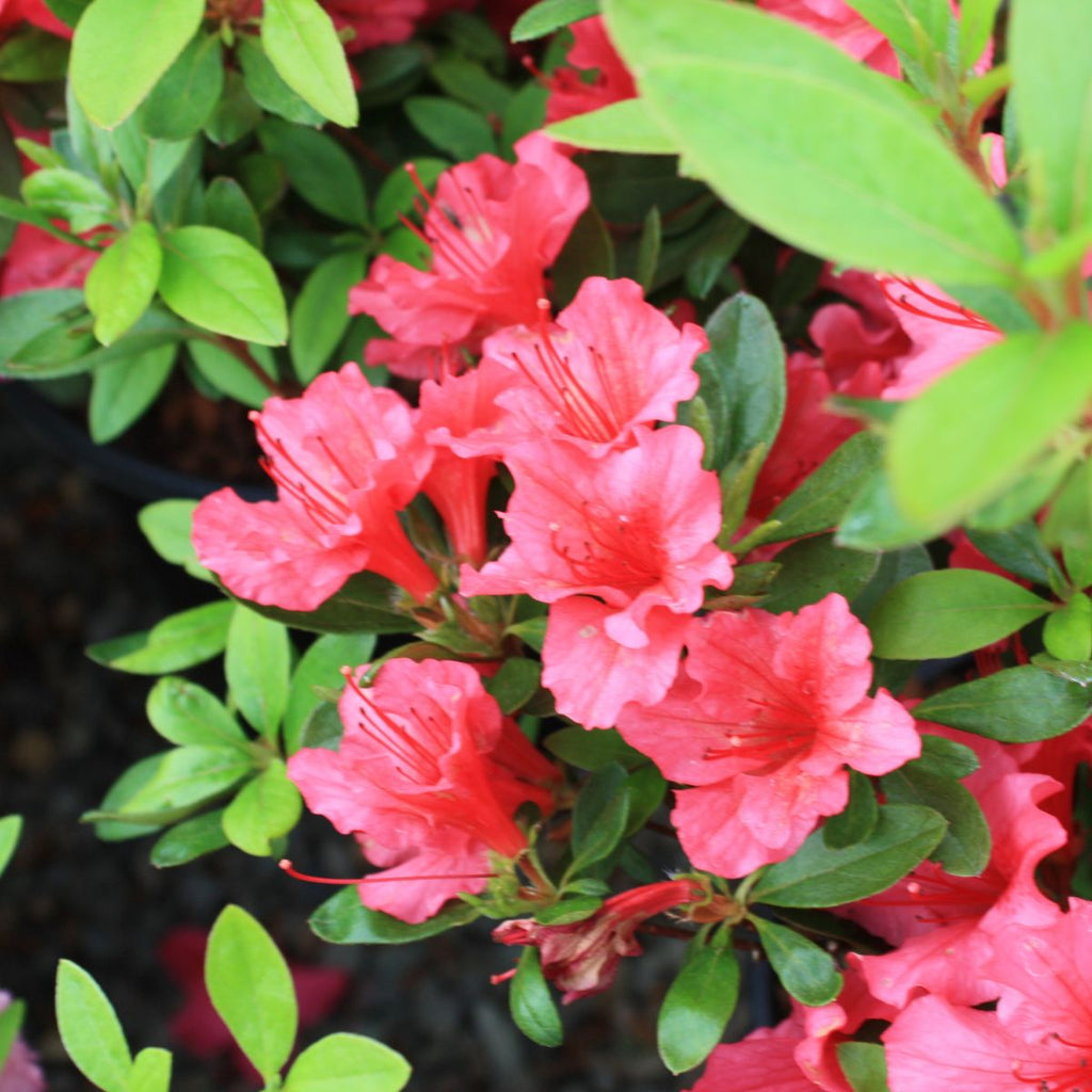 Azalea 'Girard's Rose' (pink)