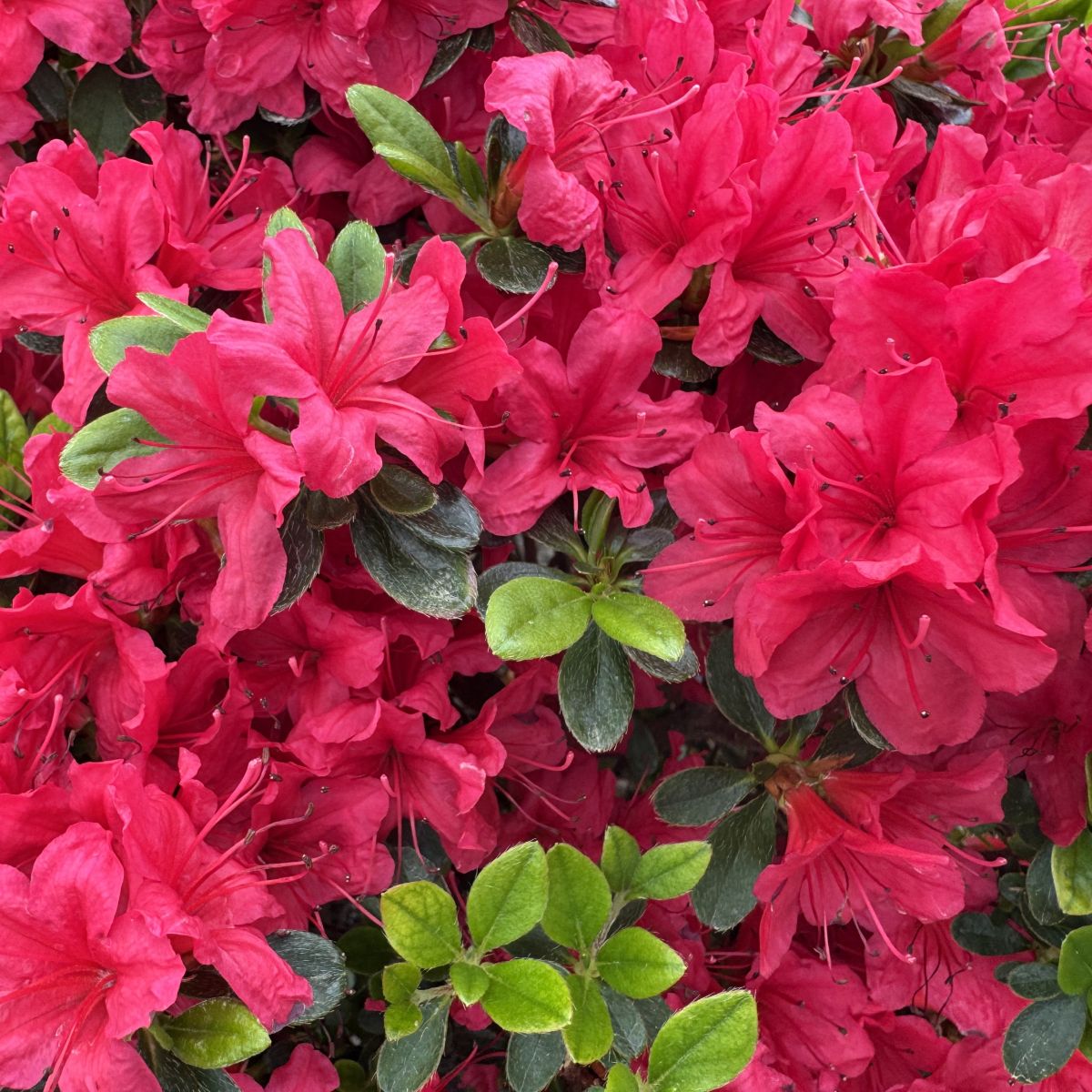 Azalea 'Hino-Crimson' (red)
