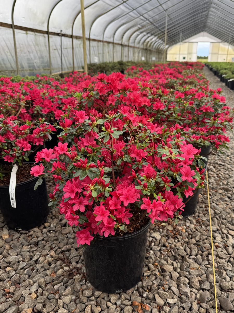 Azalea 'Hino-Crimson' (red)