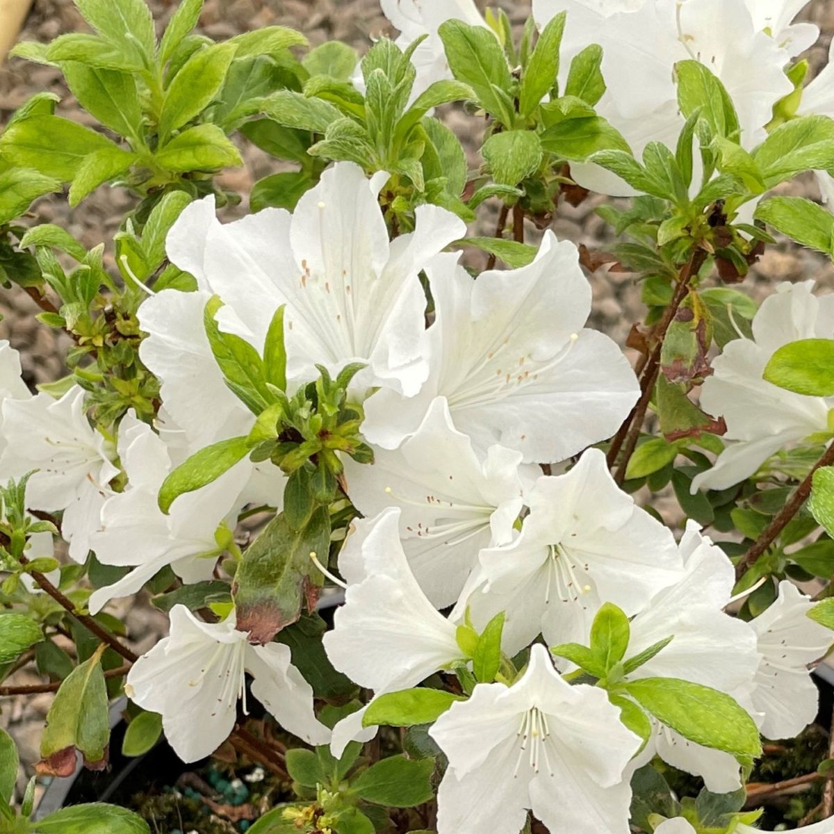 Azalea 'Hino-White' (white)
