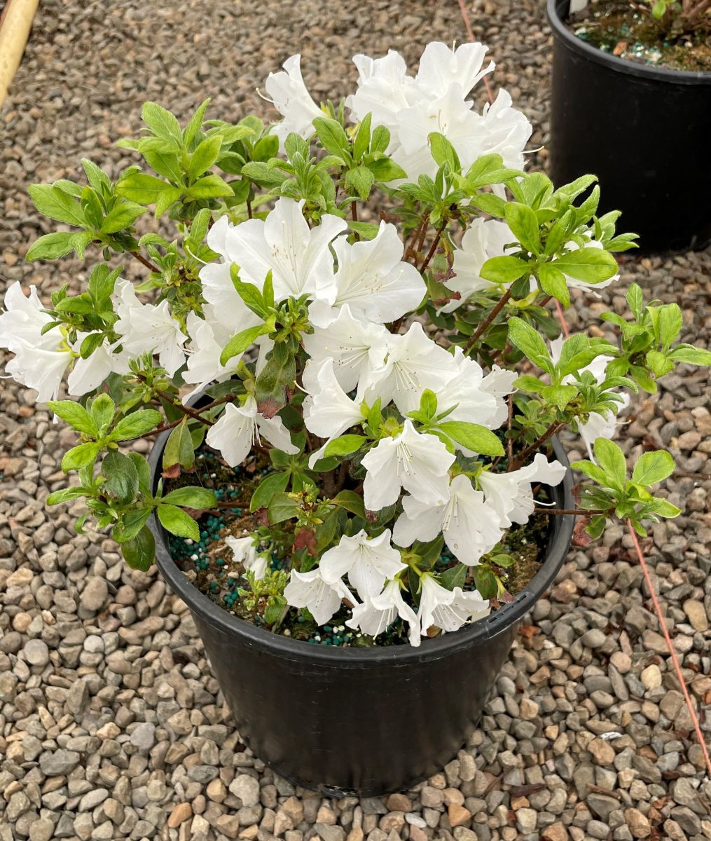 Azalea 'Hino-White' (white)