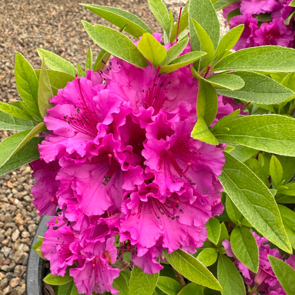 Azalea 'Purple Splendor' (purple)