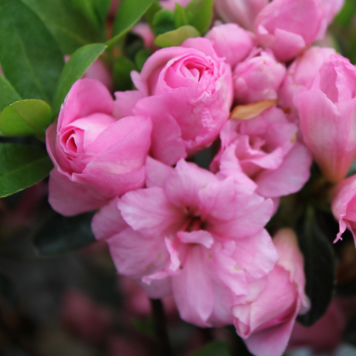Azalea 'Rosebud' (pink)