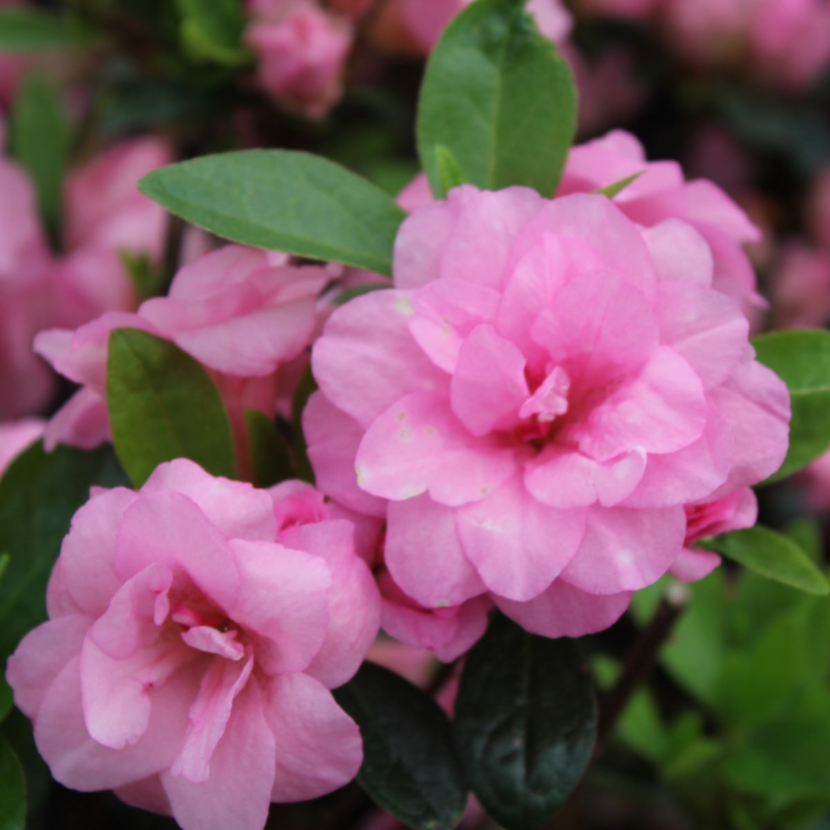Azalea 'Rosebud' (pink)