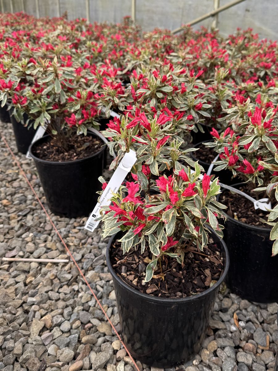Azalea 'Silver Flame' (variegated)