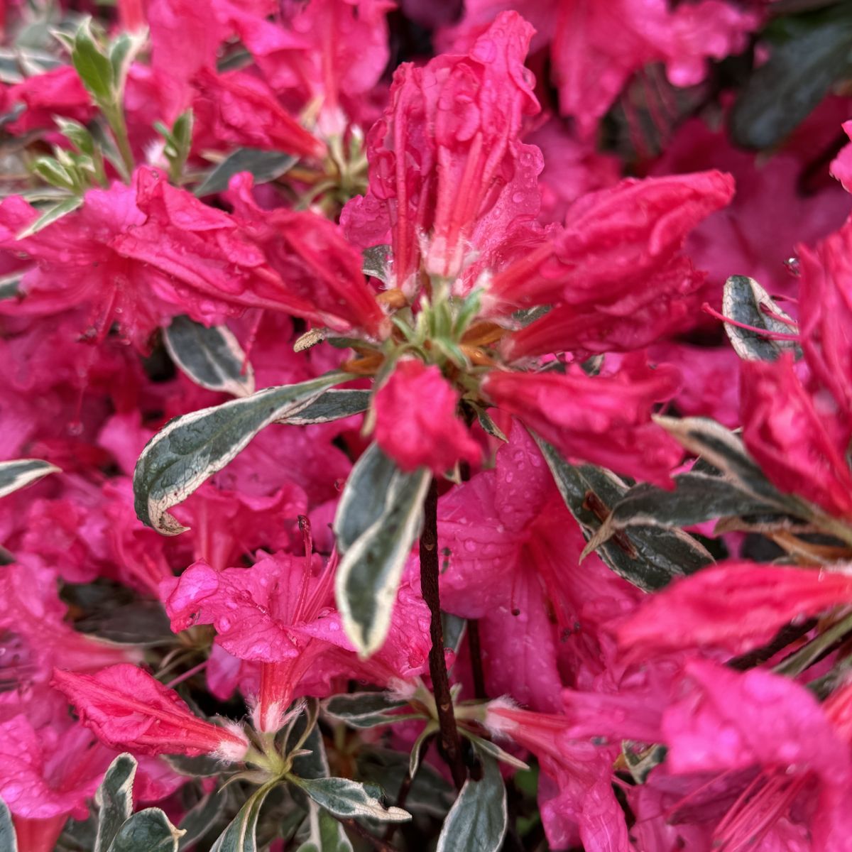 Azalea 'Silver Flame' (variegated)
