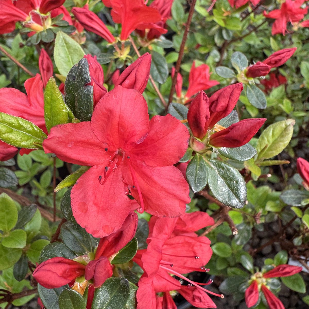 Azalea 'Stewartstonian' (red)