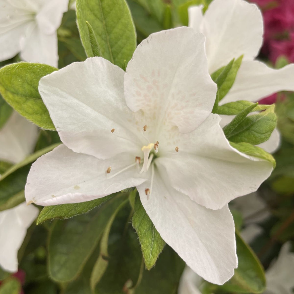 Azalea 'Treasure' (white)