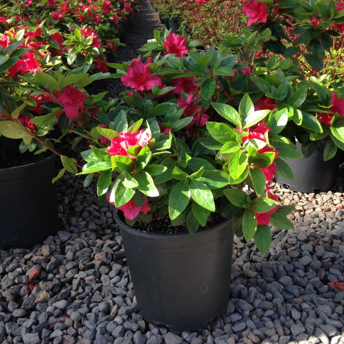 Azalea 'Vuyk's Scarlet' (red)