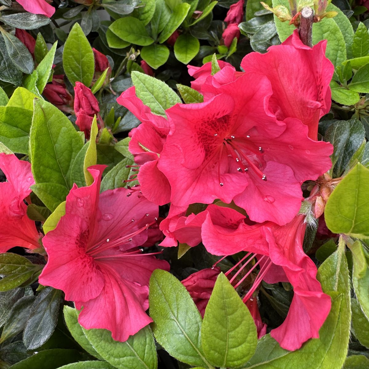 Azalea 'Vuyk's Scarlet' (red)