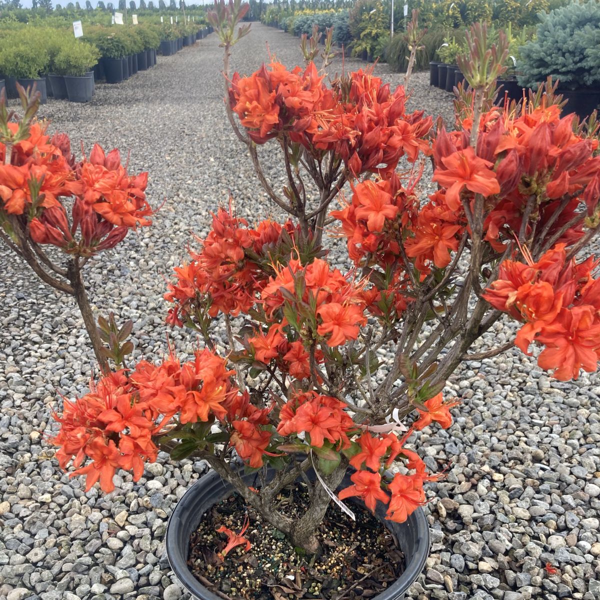 Azalea dec. 'Fireball' (red)