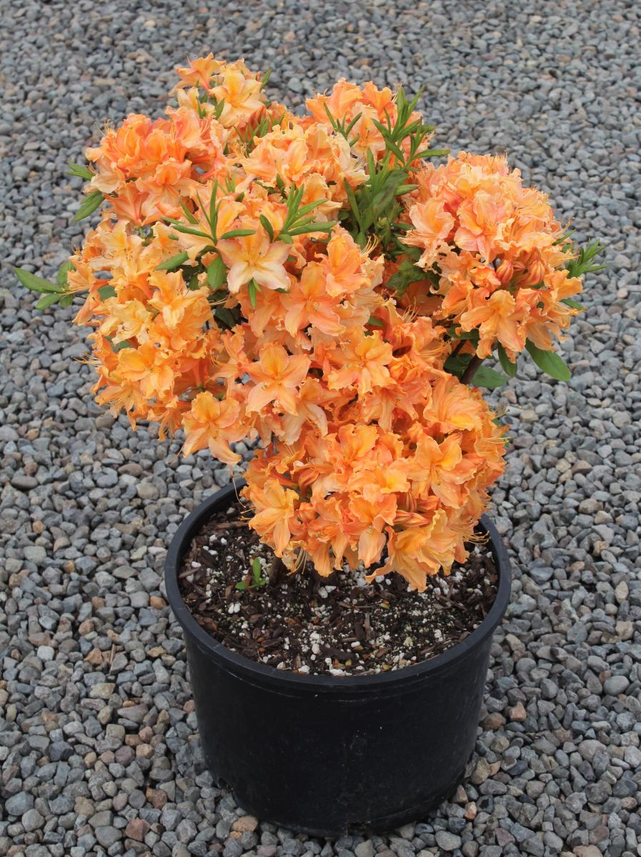 Azalea dec. 'Lights Golden' (yellow)