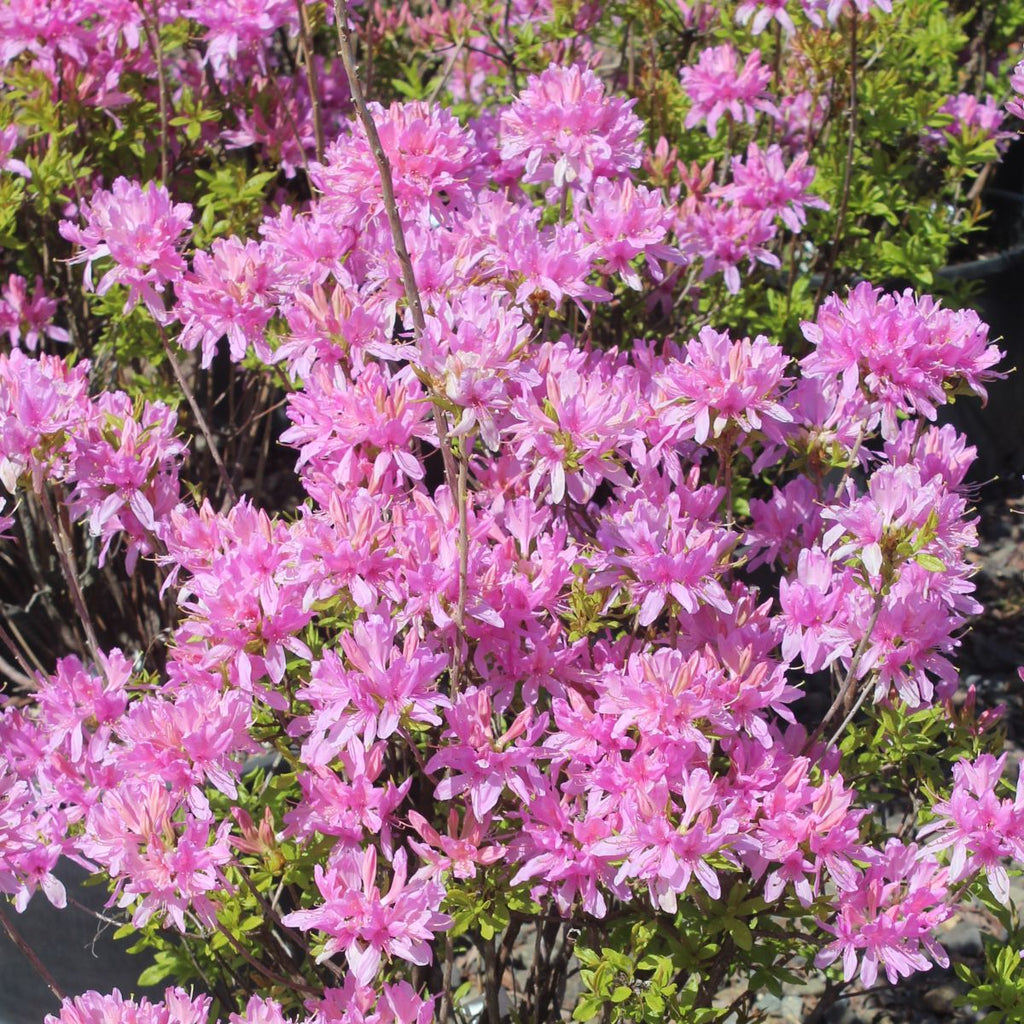 Azalea dec. 'Lights Orchid' (lavender)