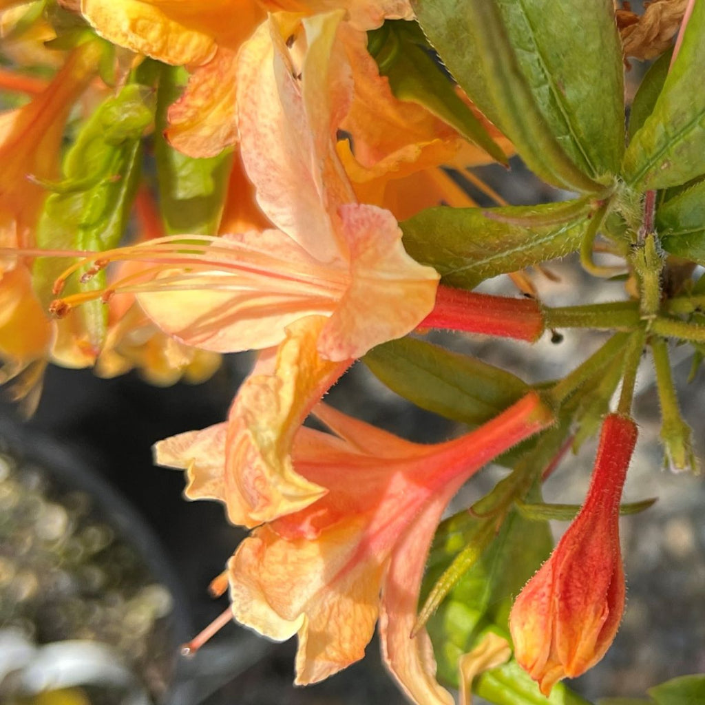 Azalea dec. 'Pink & Sweet' (pink)