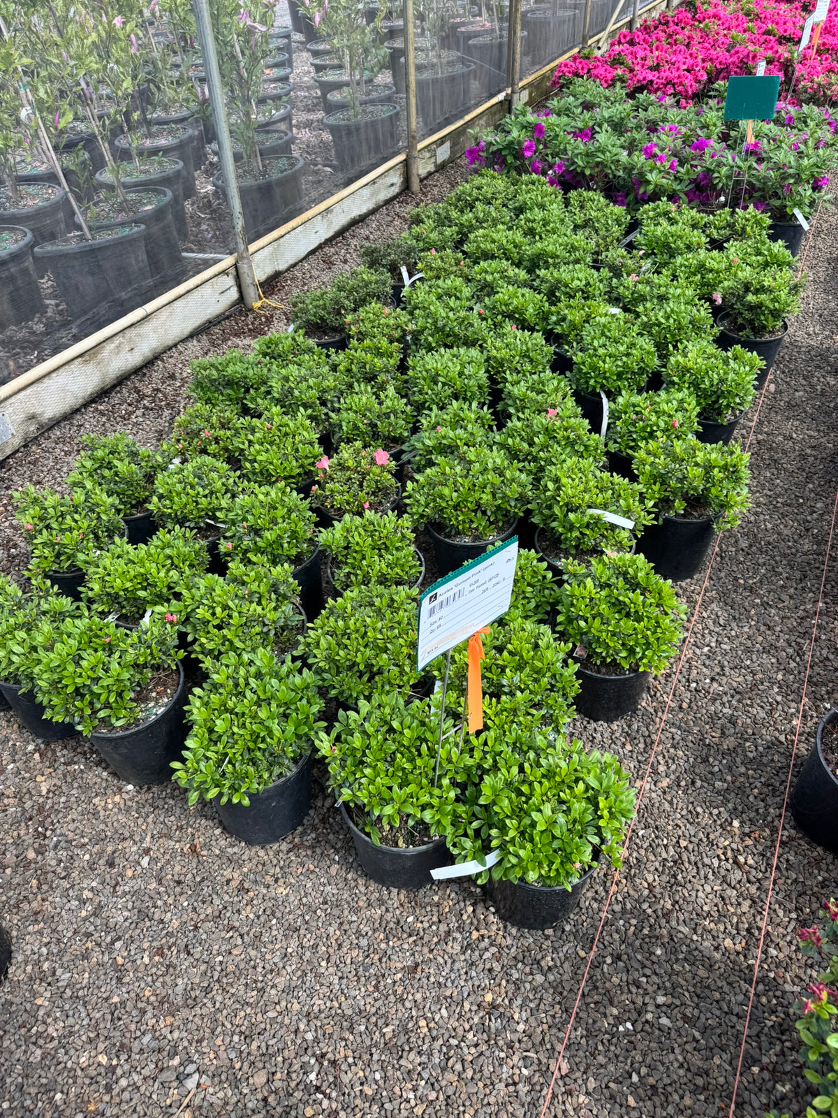 Azalea 'Gumpo Pink' (pink)