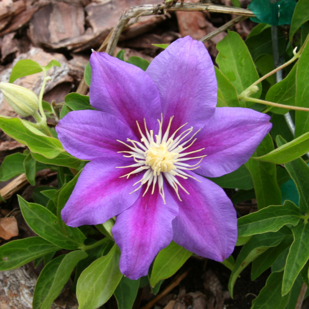 Clematis x 'Barbara Jackman' (blue)