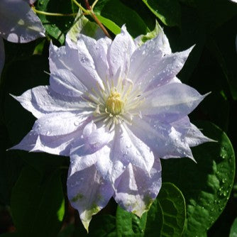 VINE Clematis 'Belle of Woking' (blue)