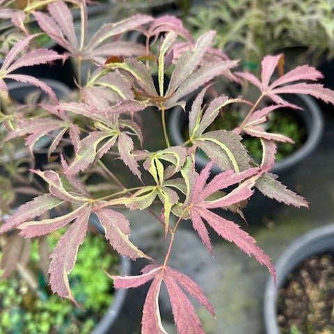 Acer palmatum 'Beni shi en'